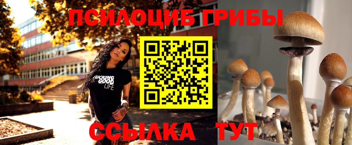 Дмитров  Псилоцибиновые грибы Cubensis  Вход с VPN 